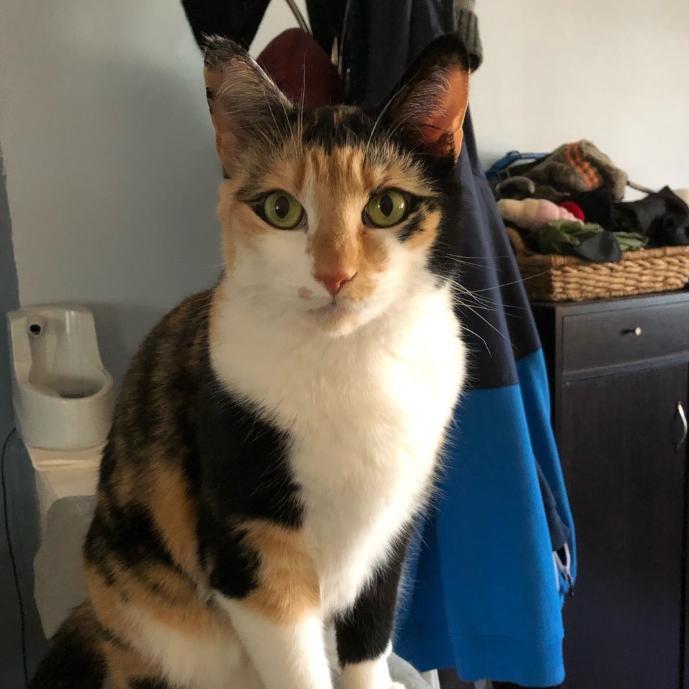 Meet your Posher, Dawn